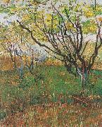 Flowering Orchard Vincent Van Gogh